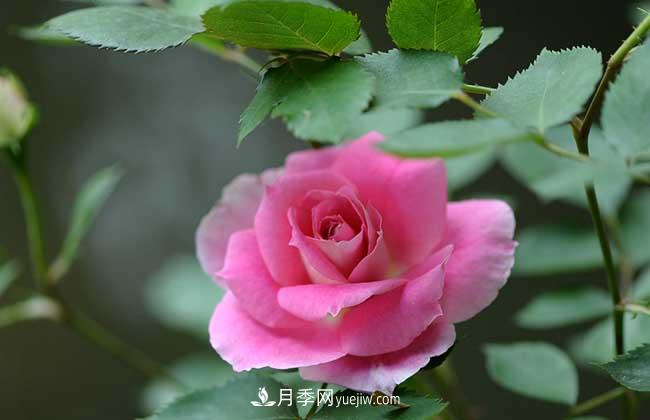 南陽(yáng)月季花多少錢一株？(圖1)