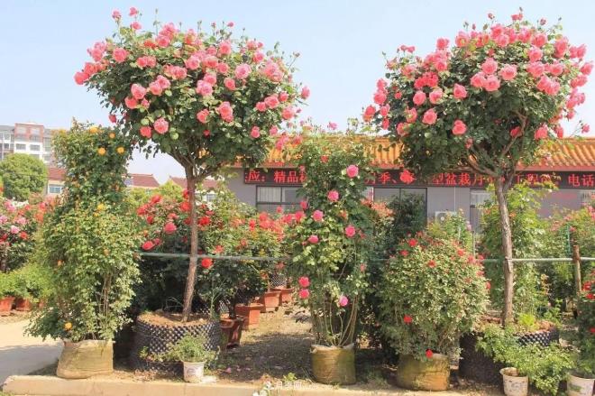 南陽月季批發(fā)：唯有此花開不厭，一年長占四時(shí)春(圖1)