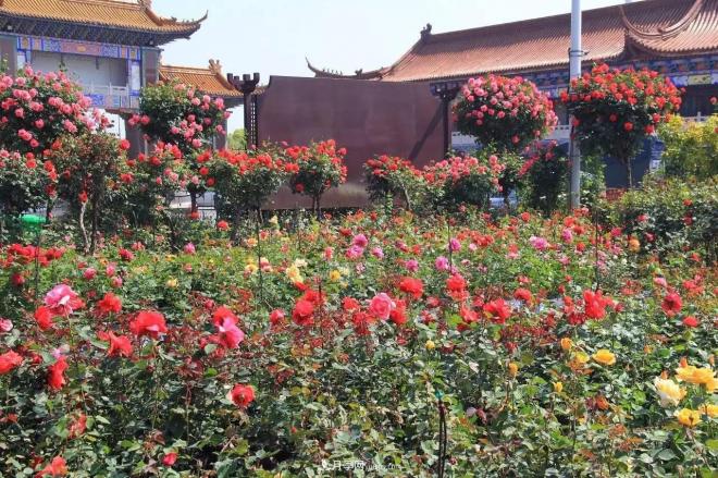 南陽月季批發(fā)：唯有此花開不厭，一年長占四時(shí)春(圖3)