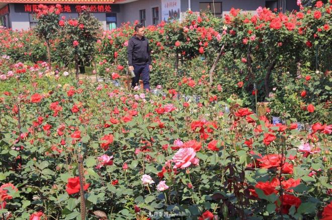 南陽月季批發(fā)：唯有此花開不厭，一年長占四時(shí)春(圖5)