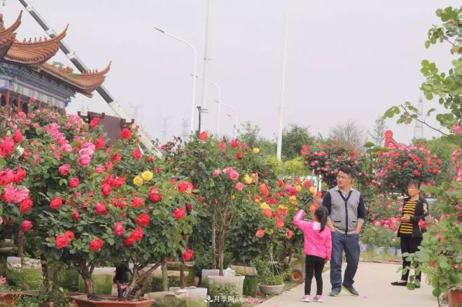 南陽月季批發(fā)：唯有此花開不厭，一年長占四時(shí)春(圖7)