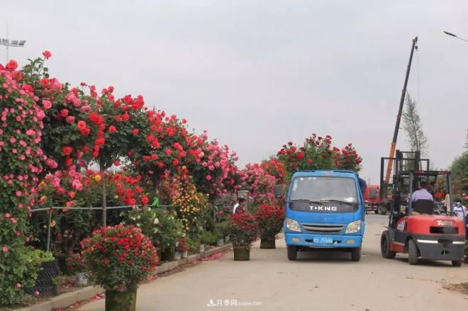 南陽月季批發(fā)：唯有此花開不厭，一年長占四時(shí)春(圖8)