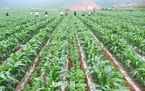 南陽農作物30種間作套種方法，趕快收藏！(圖1)