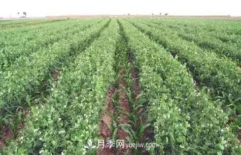 南陽農作物30種間作套種方法，趕快收藏！(圖2)