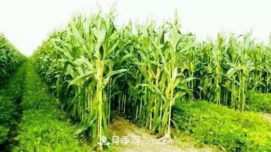 南陽農作物30種間作套種方法，趕快收藏！(圖3)