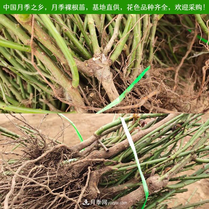 月季裸根苗批發(fā)，南陽月季繁育基地直供(圖1)