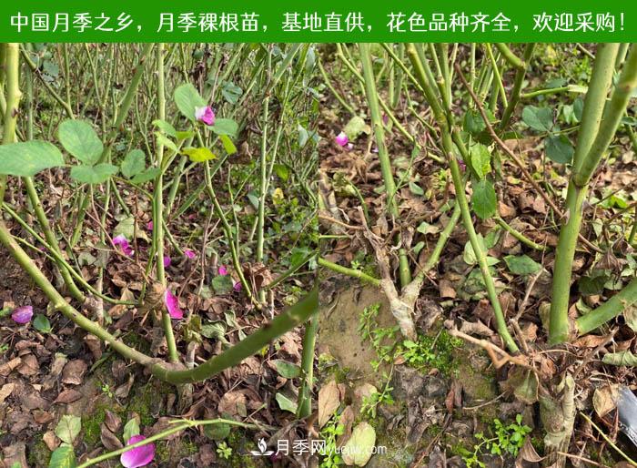 月季裸根苗批發(fā)，南陽月季繁育基地直供(圖2)