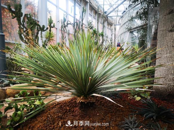 12種稀奇植物首次落戶(hù)鄭州植物園，免費(fèi)對(duì)外展覽(圖2)