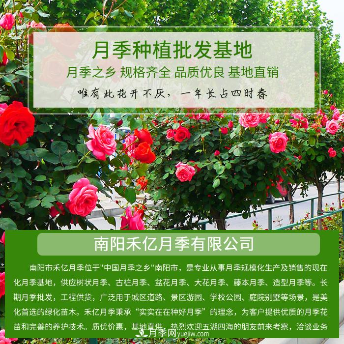 南陽(yáng)禾億月季基地，樹(shù)狀月季和月季裸根苗大量上市歡迎采購(gòu)(圖1)