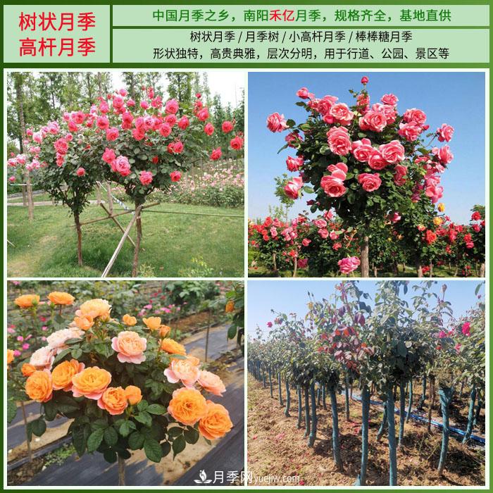 南陽(yáng)禾億月季基地，樹(shù)狀月季和月季裸根苗大量上市歡迎采購(gòu)(圖2)