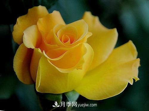 6款月季，家里養(yǎng)月季選它，好看好養(yǎng)好聞，是盆栽佳品(圖5)