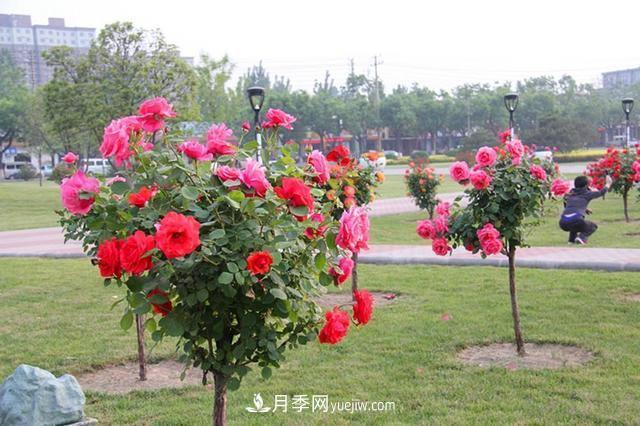 樹狀月季花的盆栽種植方法有哪些？(圖1)