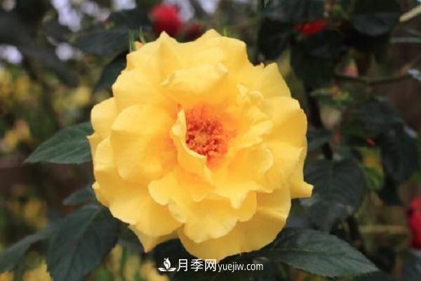 不怕暴曬的月季品種，盤點(diǎn)耐熱耐曬的品種(圖2)