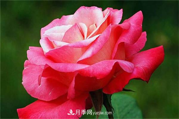 月季花的養(yǎng)殖方法，如何達(dá)到爆盆？(圖1)