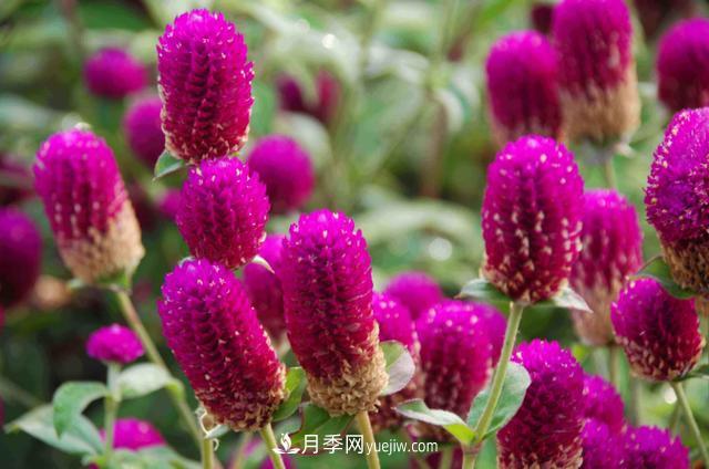為啥這些花能脫穎而出，成為國慶花壇里的主流(圖1)