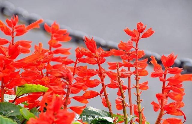 為啥這些花能脫穎而出，成為國慶花壇里的主流(圖5)