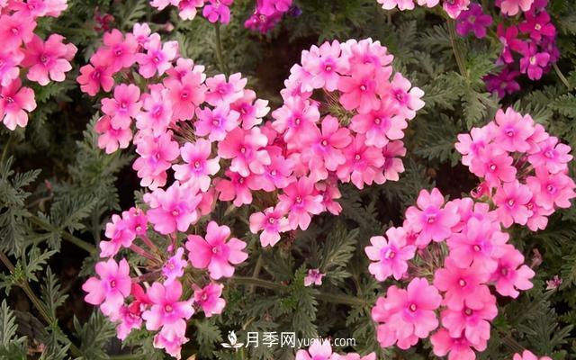 為啥這些花能脫穎而出，成為國慶花壇里的主流(圖6)