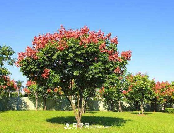 為什么這11種彩葉開花喬木在園林綠化市場(chǎng)中反響不錯(cuò)(圖4)