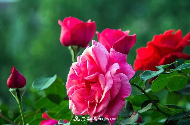 月季養(yǎng)護：月季修剪有什么好處(圖1)