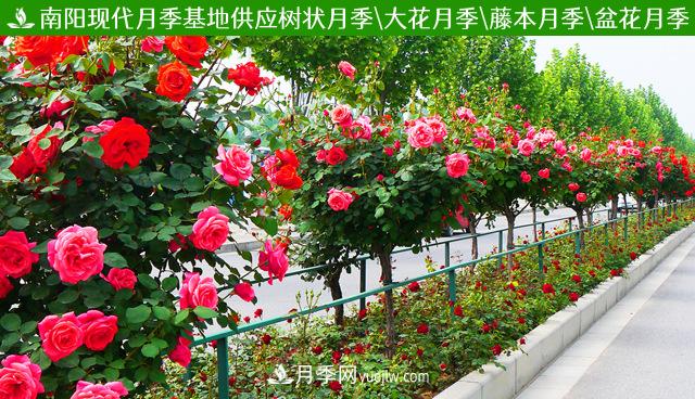 河北3公分樹狀月季，大花品種批發(fā)(圖3)
