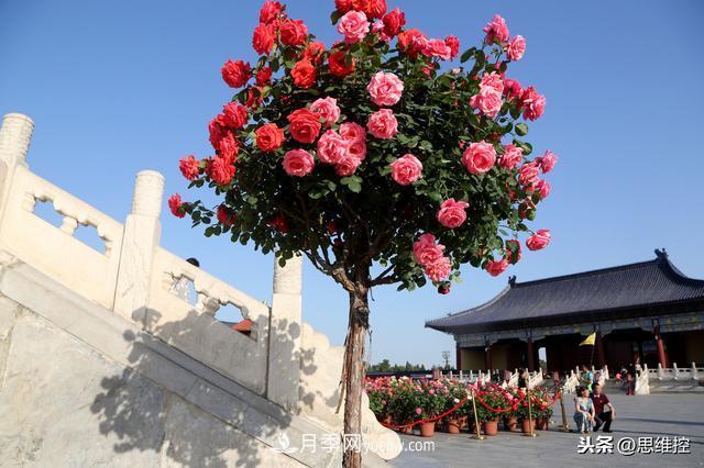 月季樹年年開花滿枝頭，遠遠一看像棒棒糖(圖1)