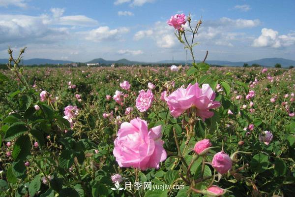 玫瑰花種植技術(shù)（含盆栽養(yǎng)殖方法及注意事項）(圖4)