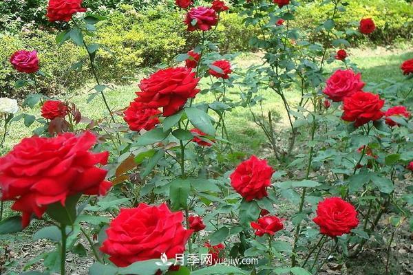 玫瑰花種植技術(shù)（含盆栽養(yǎng)殖方法及注意事項）(圖1)