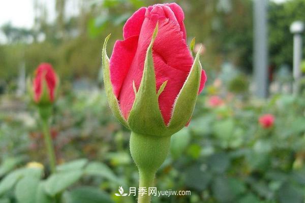 玫瑰花種植技術(shù)（含盆栽養(yǎng)殖方法及注意事項）(圖5)