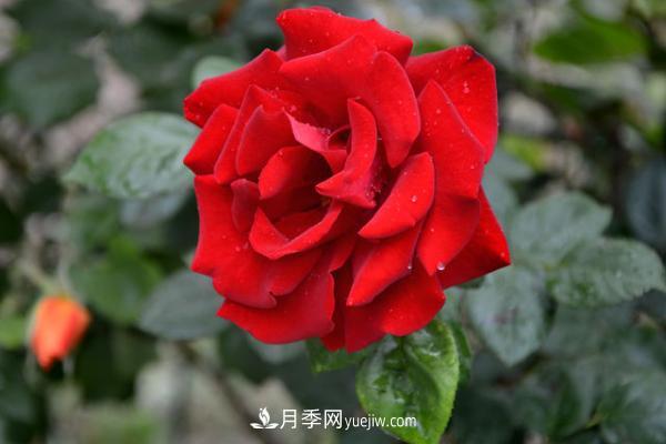 微型月季什么品種***好？微型月季怎么修剪枝葉？(圖3)