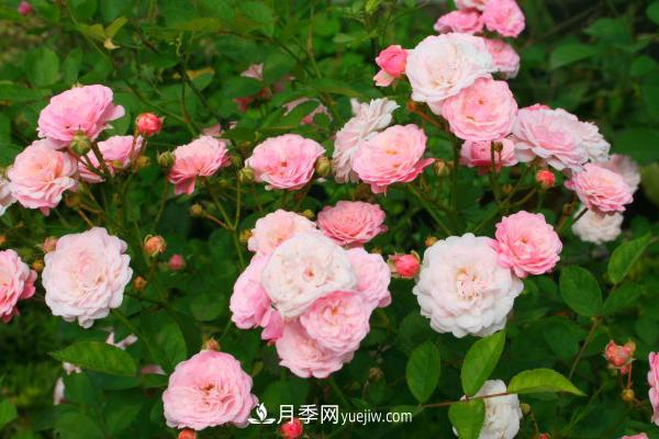 微型月季什么品種***好？微型月季怎么修剪枝葉？(圖1)