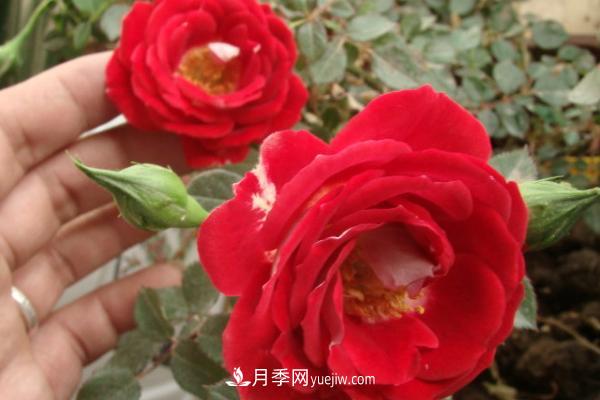 微型月季什么品種***好？微型月季怎么修剪枝葉？(圖8)