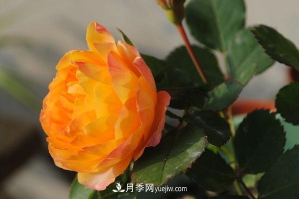 微型月季什么品種***好？微型月季怎么修剪枝葉？(圖6)