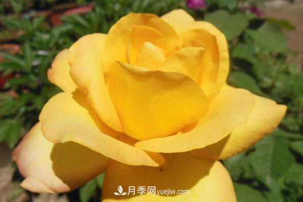 微型月季什么品種***好？微型月季怎么修剪枝葉？(圖4)