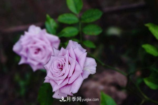 微型月季什么品種***好？微型月季怎么修剪枝葉？(圖7)