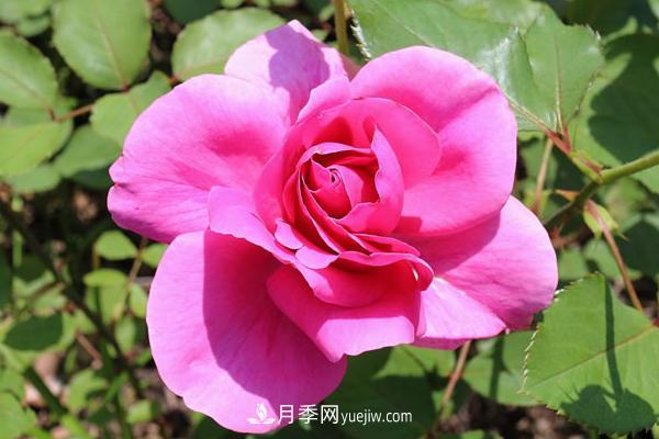 微型月季什么品種***好？微型月季怎么修剪枝葉？(圖5)