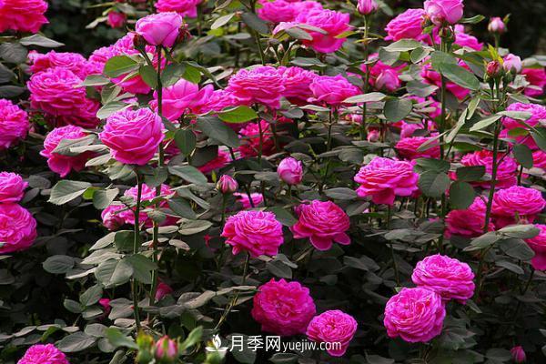 微型月季什么品種***好？微型月季怎么修剪枝葉？(圖12)