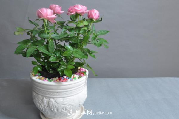 微型月季什么品種***好？微型月季怎么修剪枝葉？(圖11)