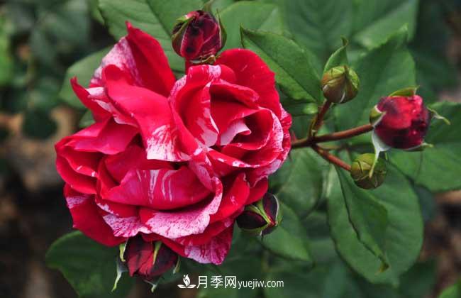 月季花葉子發(fā)黃怎么辦？種植前景如何？(圖1)