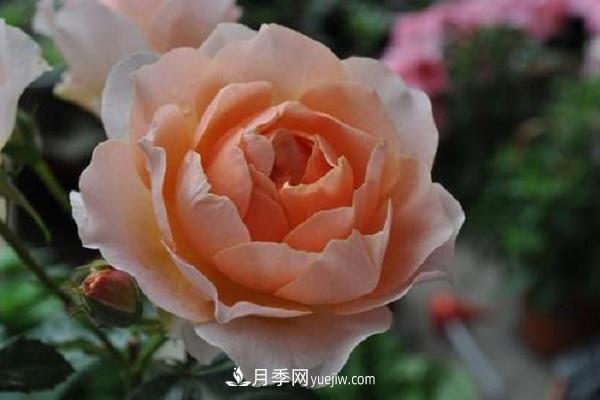 杏色露臺月季的優(yōu)缺點是什么？ 適合新手養(yǎng)殖嗎(圖1)
