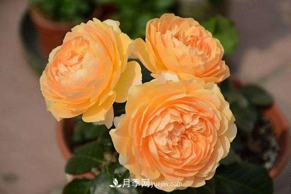 杏色露臺月季的優(yōu)缺點是什么？ 適合新手養(yǎng)殖嗎(圖2)