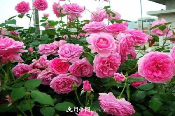 網(wǎng)購月季花苗怎樣栽活 月季換盆時間及方法(圖2)