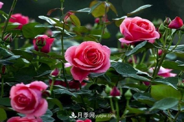 網(wǎng)購月季花苗怎樣栽活 月季換盆時間及方法(圖1)