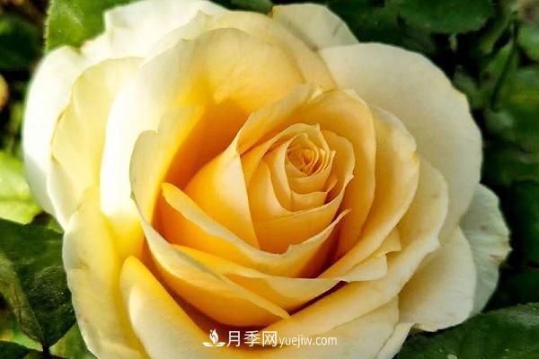 蜜桃雪山月季優(yōu)缺點有哪些？新手可以養(yǎng)嗎？(圖1)