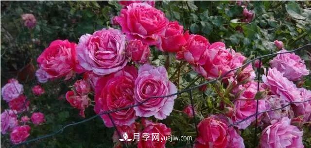 藤月如何選？這些經(jīng)典品種隨便種一棵，都能美爆你的花園(圖6)