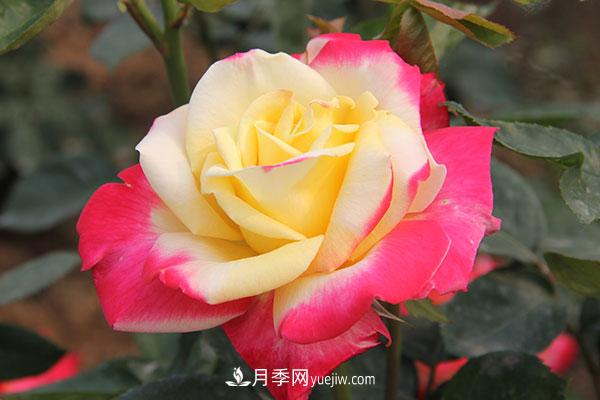 大花月季，大花月季批發(fā)基地(圖1)