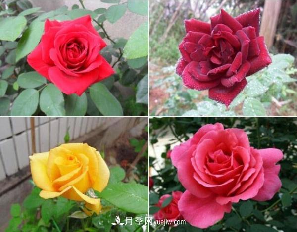 大花月季，大花月季批發(fā)基地(圖2)