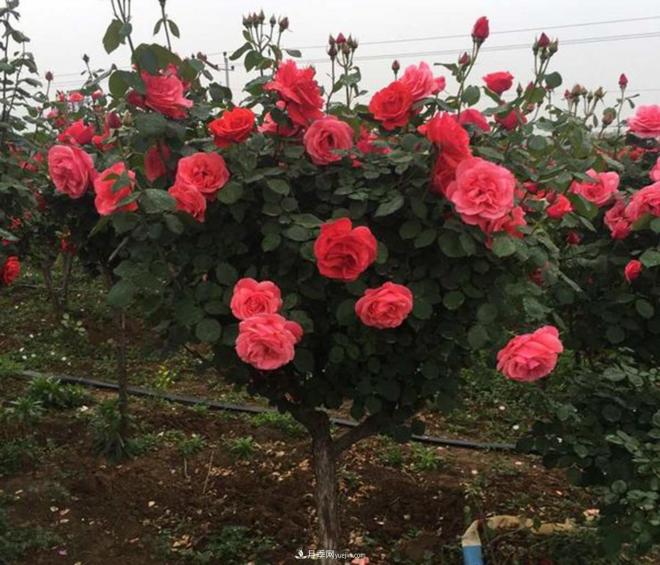 哪些因素會影響樹狀月季的開花量？(圖1)