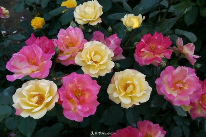 樹狀月季老化怎么辦？南陽月季繁育基地幫你解答(圖1)