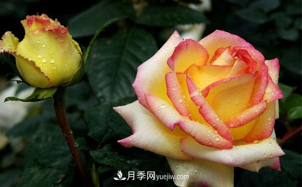 秋季養(yǎng)護(hù)大花月季管理容易犯的錯誤有哪些呢？(圖1)