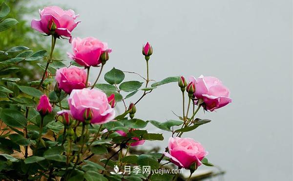 在種植大花月季要滿足哪些條件？(圖1)